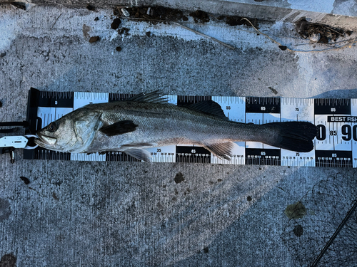 シーバスの釣果