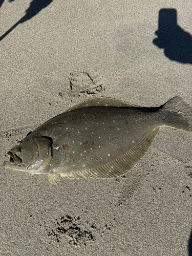 ヒラメの釣果