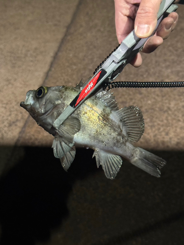 クロメバルの釣果