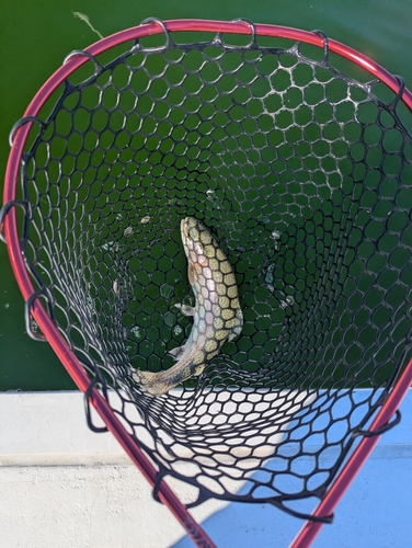 ニジマスの釣果