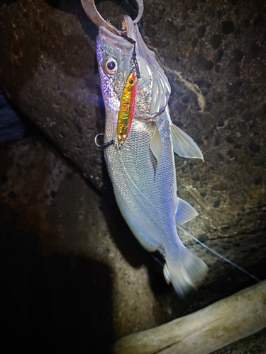 オオニベの釣果