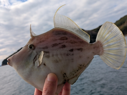 カワハギの釣果