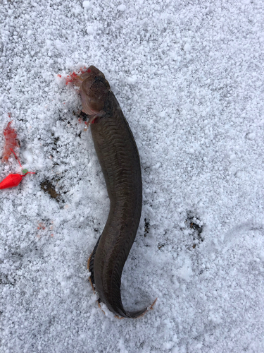 ダイナンギンポの釣果