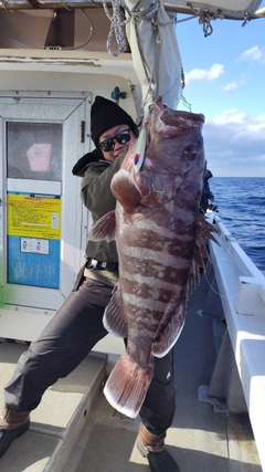 マハタの釣果