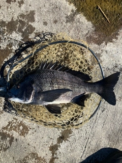 クロダイの釣果