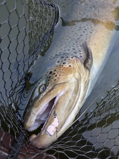 ブラウントラウトの釣果