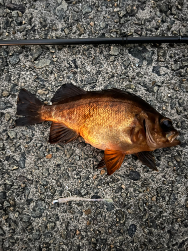 メバルの釣果