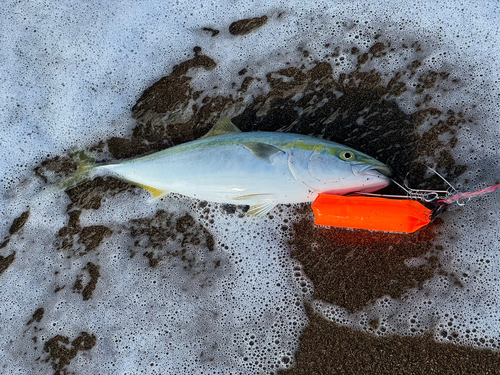 ハマチの釣果