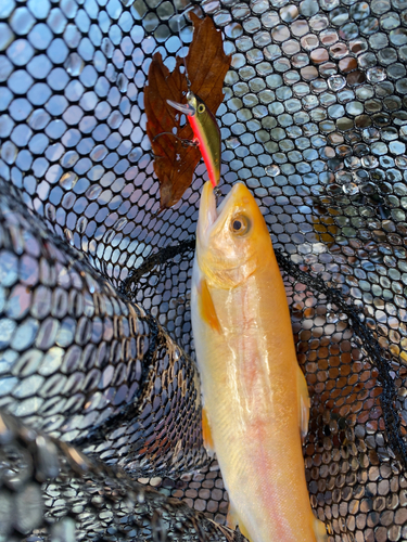 ニジマスの釣果