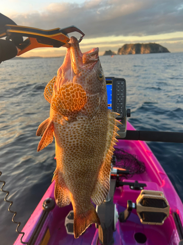 オオモンハタの釣果