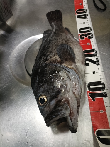 クロソイの釣果