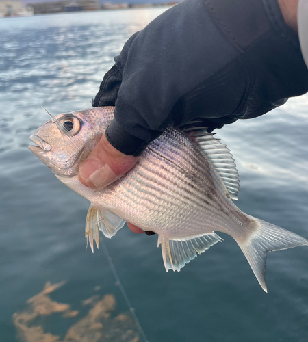 ヘダイの釣果