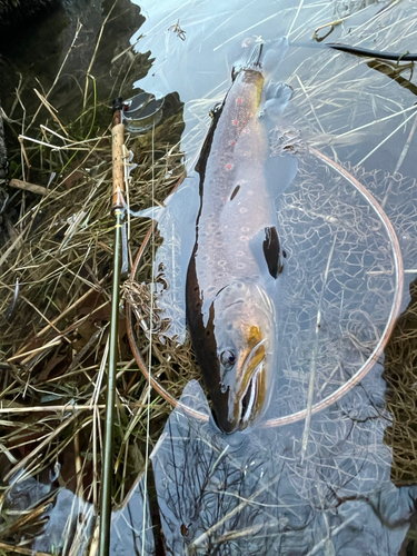 ブラウントラウトの釣果