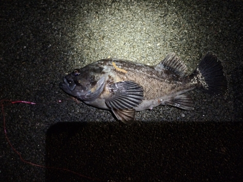 クロソイの釣果