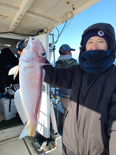 アカアマダイの釣果