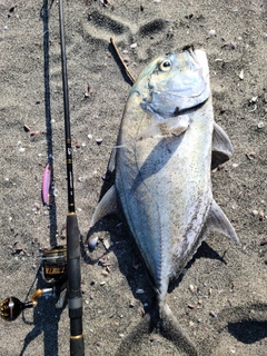 ロウニンアジの釣果