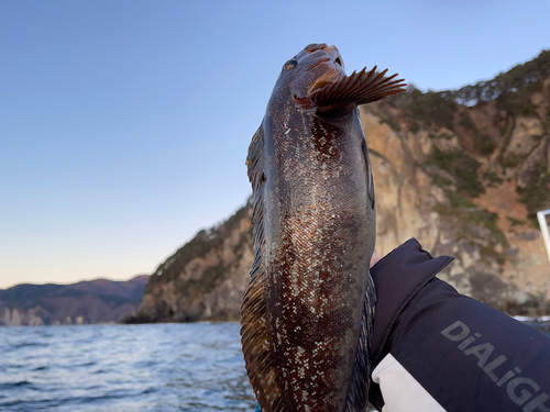 アイナメの釣果