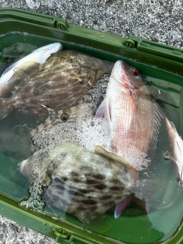 マダイの釣果