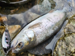 ニジマスの釣果