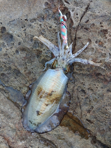 アオリイカの釣果