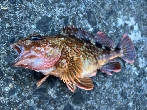 カサゴの釣果