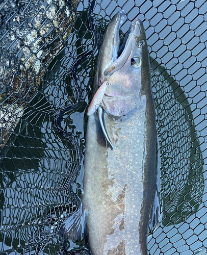 ニッコウイワナの釣果