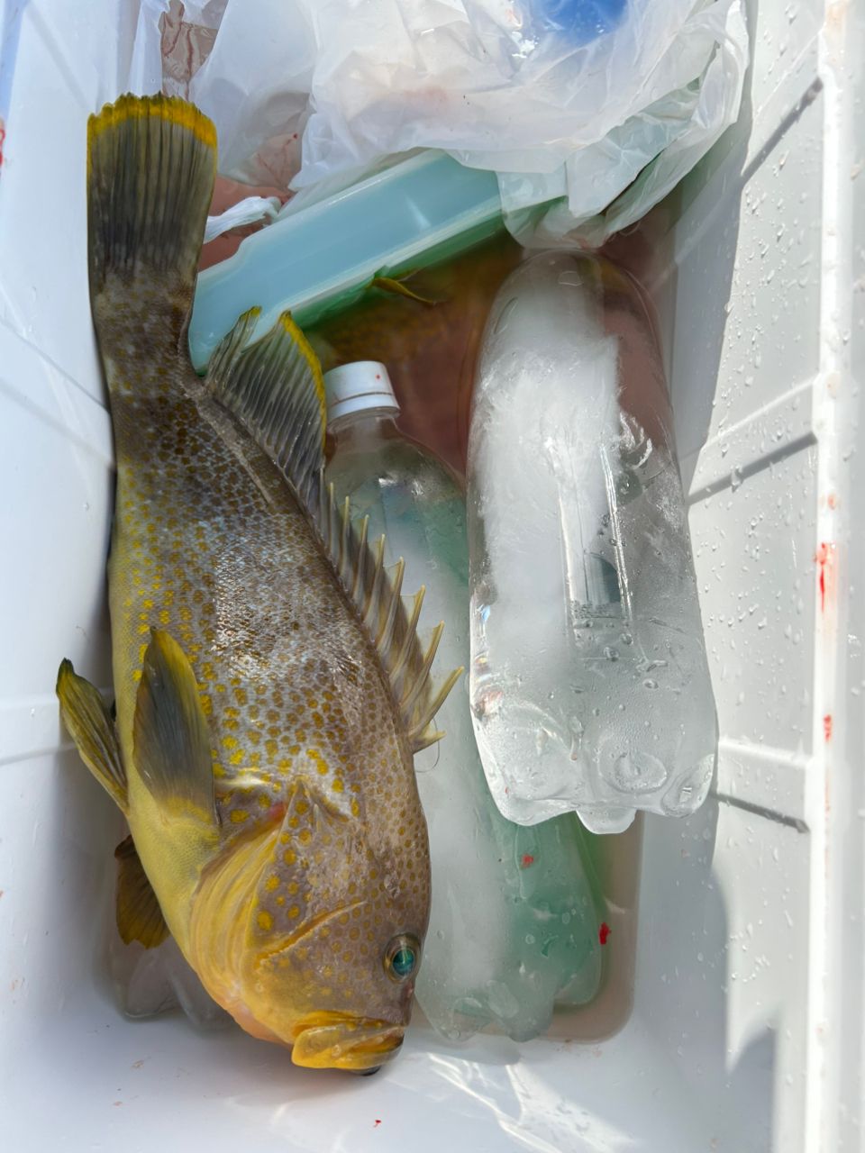 みき0110さんの釣果 2枚目の画像