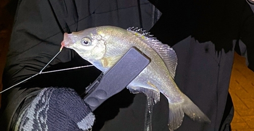 ウミタナゴの釣果