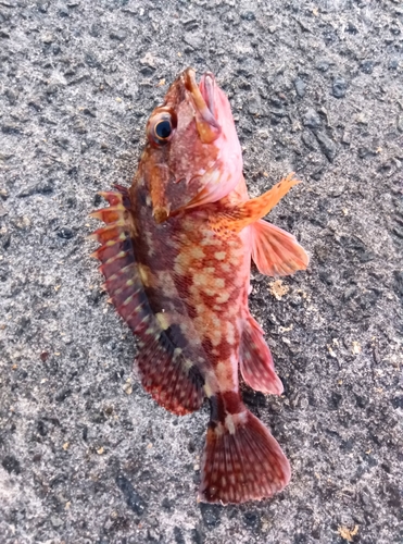 アラカブの釣果