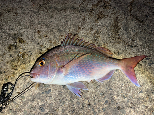 マダイの釣果