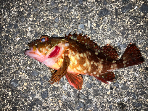 カサゴの釣果