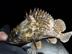 オウゴンムラソイの釣果