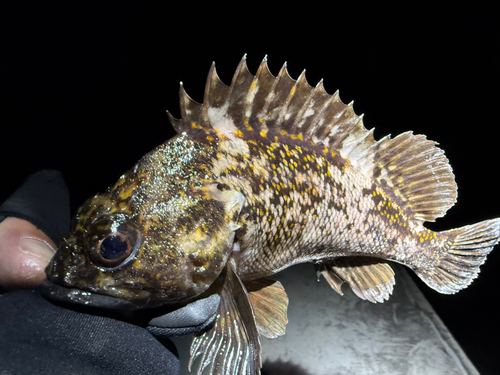 オウゴンムラソイの釣果