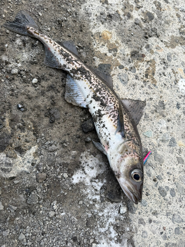 スケトウダラの釣果