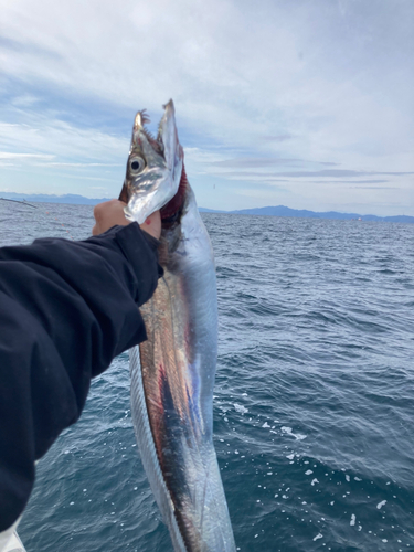 タチウオの釣果