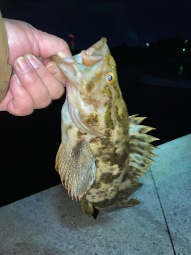 タケノコメバルの釣果