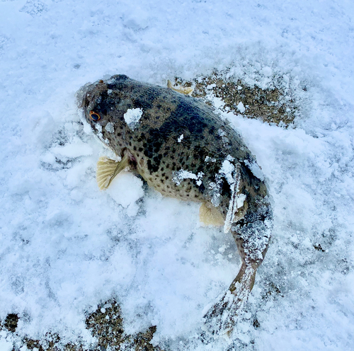 アカメフグの釣果