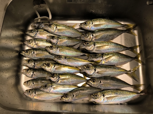 アジの釣果