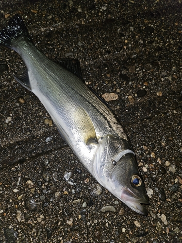 フッコ（マルスズキ）の釣果