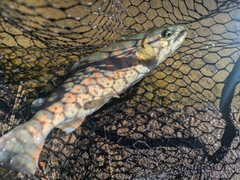 アマゴの釣果