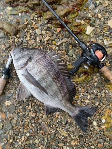 チヌの釣果