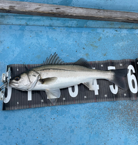 スズキの釣果