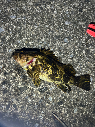 ベッコウゾイの釣果