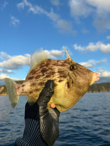 カワハギの釣果