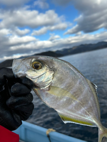 カイワリの釣果