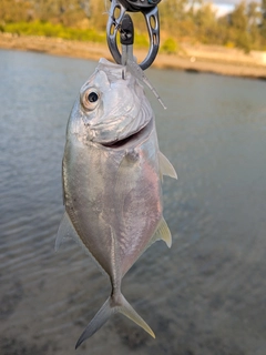 メッキの釣果