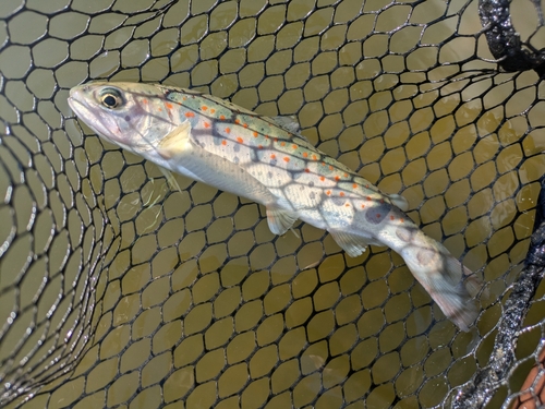 アマゴの釣果