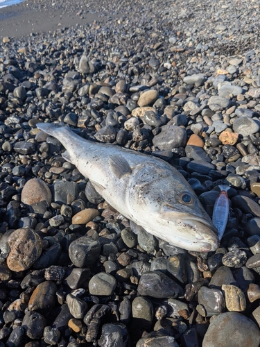 ヒラスズキの釣果