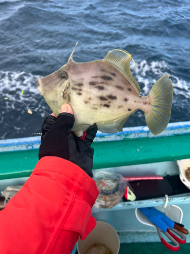 カワハギの釣果