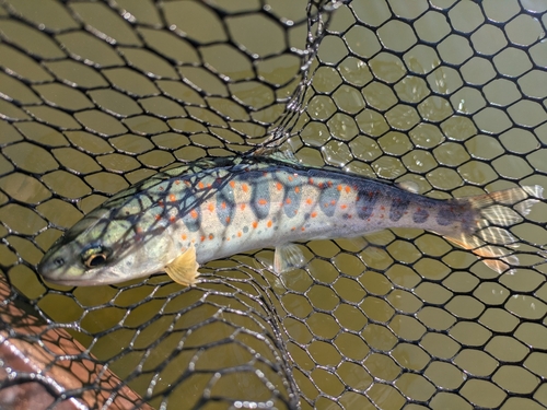 アマゴの釣果